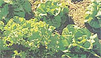 Green Ice and Buttercrunch lettuce. The photo was taken in August, showing how well they grow in hot weather.